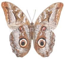 Мотылек, сова. Бабочка, акварель, бумага, картина. | CanStock